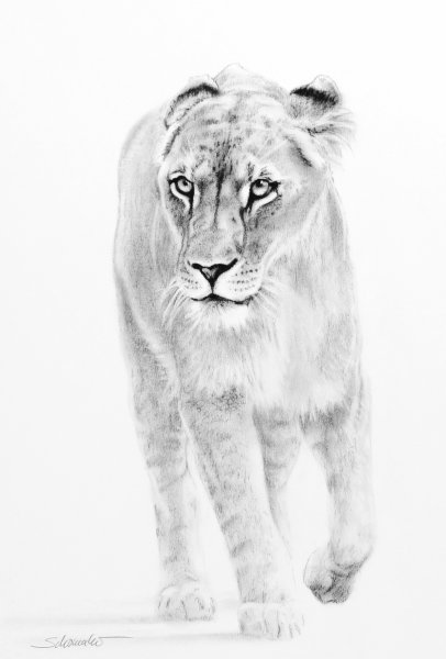 queen of the pride lioness pastell artwork philipp schomaker